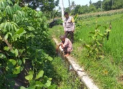 Petani Jagaraga Didorong Polri Tanam Padi dan Jagung untuk Pangan Lokal