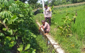Petani Jagaraga Didorong Polri Tanam Padi dan Jagung untuk Pangan Lokal