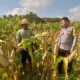 Ketahanan Pangan di Kuripan: Polri Turun Langsung Dampingi Petani