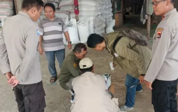 Kualitas Jagung Batulayar Capai Standar BULOG, Polsek Apresiasi Petani