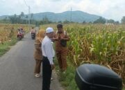 Panen Jagung di Babussalam, Polri Jadi Sahabat Petani Lombok Barat