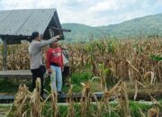 Jagung Melimpah, Polri Dukung Ketahanan Pangan di Lombok Barat
