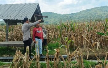 Jagung Melimpah, Polri Dukung Ketahanan Pangan di Lombok Barat