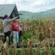 Sinergi Polri dan Petani Babussalam Hasilkan Panen Jagung 3 Ton Lebih