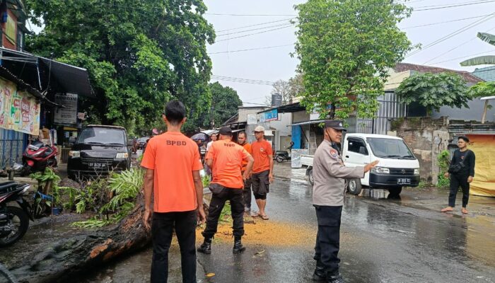 Kelancaran Lalu Lintas: Bhabinkamtibmas Cilinaya Respons Cepat Amankan Lokasi Pohon Tumbang