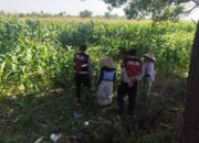 Patroli Ketahanan Pangan: Sinergi Polres Lobar dan Petani Jagung