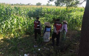 Patroli Ketahanan Pangan: Sinergi Polres Lobar dan Petani Jagung