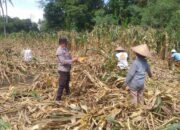 Kemandirian Pangan: Bhabinkamtibmas Kuripan Kunjungi Petani Jagung