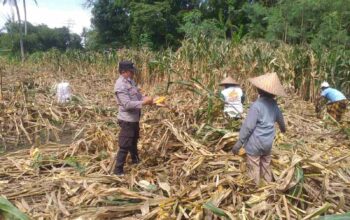Kemandirian Pangan: Bhabinkamtibmas Kuripan Kunjungi Petani Jagung