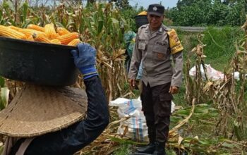 Kabar Baik dari Babussalam: Panen Jagung Sukses, Hasilnya Langsung Diserap Pengepul Lokal