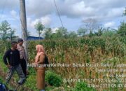 Bhabinkamtibmas Kediri Lobar dan PPL Tinjau Panen Jagung, Jaga Kestabilan Pangan Desa