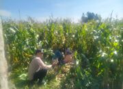 Jagung Lelede Panen Raya, Polri Pastikan Proses Aman dan Harga Stabil