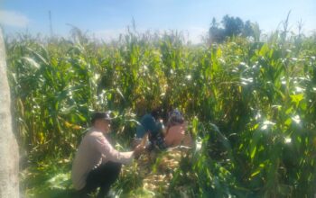 Bhabinkamtibmas Kediri Kawal Panen Jagung, Petani Lelede Merasa Tenang