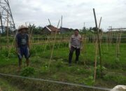 Sinergi Polri dan Petani Jagaraga Wujudkan Kemandirian Pangan