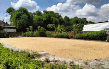 Sinergi Polri dan Bulog: Petani Lombok Barat Kini Lebih Sejahtera