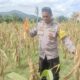 Sinergi Polisi dan Petani, Panen Jagung di Beleka Jadi Contoh Ketahanan Pangan