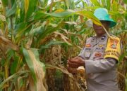 Bhabinkamtibmas Desa Beleka Dampingi Petani Serahkan Hasil Panen ke Bulog