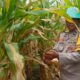 Panen Jagung di Lombok Barat Berjalan Lancar, Polri Turun Langsung Kawal Distribusi