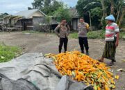 Polsek Labuapi Bantu Petani Amankan Harga Panen Jagung ke Bulog