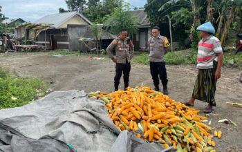Langkah Polri Jaga Harga Jagung: Kapolsek Labuapi Turun ke Sawah