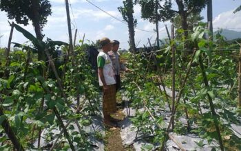 Sinergi Polri-Warga: Pekarangan Rumah di Jagaraga Disulap Jadi Penyangga Ketahanan Pangan