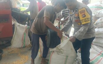 Jaga Kualitas, Polri Bantu Petani Lombok Barat Pipil Jagung