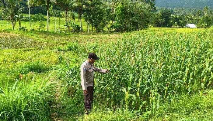 Cek Ladang Jagung, Polri Pastikan Petani Produktif
