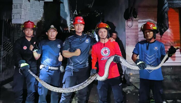 Respons Cepat Damkar Lobar: Ular Piton 3 Meter Usai Santap Ayam Berhasil Dievakuasi dari Pagar Rumah Warga di Desa Jagaraga