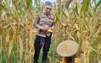 Peran Polri Jaga Stabilitas Harga, Petani Jagung Lombok Barat Diimbau Jual ke Bulog