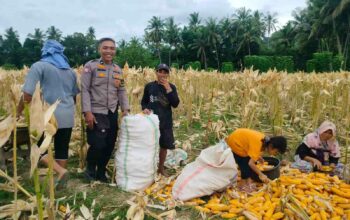 Jaga Stabilitas Pangan, Polsek Lembar Gencarkan Monitoring dan Pendampingan Panen Jagung