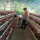 Bhabinkamtibmas Gerung Sambang Peternak Ayam, Sinergi Jaga Produksi Telur