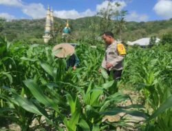 Bhabinkamtibmas Gerung Dukung Produktivitas Petani