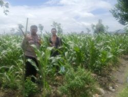 Bhabinkamtibmas Gerung Ajak Warga Beleka Mandiri Pangan