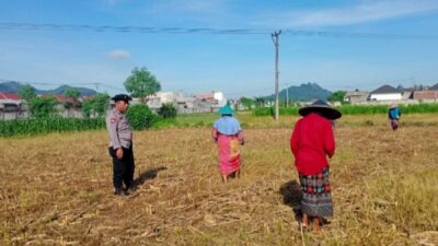 Optimalkan Lahan Pasca-Panen, Petani Lombok Barat Tanam Jagung