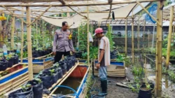 Bhabinkamtibmas Desa Bajur Edukasi Warga Manfaatkan Lahan Sempit