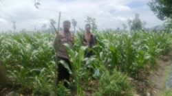 Dukung Ketahanan Pangan, Bhabinkamtibmas Beleke Bina Petani di Lahan Jagung