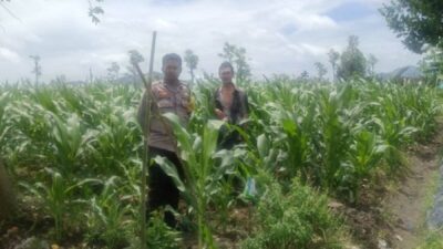 Dukung Ketahanan Pangan, Bhabinkamtibmas Beleke Bina Petani di Lahan Jagung