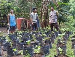 Upaya Desa Batulayar Wujudkan Kemandirian Pangan Lewat Greenhouse