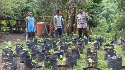 Upaya Desa Batulayar Wujudkan Kemandirian Pangan Lewat Greenhouse