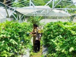 Inovasi Greenhouse Desa Bengkel: Solusi Pangan di Lahan Terbatas