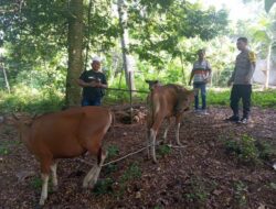 Amankan Tiga Sapi di Bukit Korea, Polsek Gunungsari Serahkan ke Pemilik
