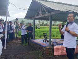 Padi Menguning di Seluruh Negeri: Panen Raya Jadi Simbol Kebangkitan Pertanian Indonesia di Tahun 2026