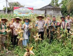 Turun ke Ladang, Kapolresta Mataram Pastikan Panen Raya Jagung Kuartal I 2026 Berjalan Sukses