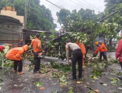 Gerak Sigap! Polsek Mataram dan Tim Gabungan Evakuasi Pohon Tumbang di Jalan Lingkar Selatan