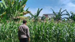 Polri Dampingi Petani Jagung Karang Bongkot Lombok Barat