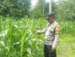 Bhabinkamtibmas Sekotong Tinjau Lahan Jagung Warga