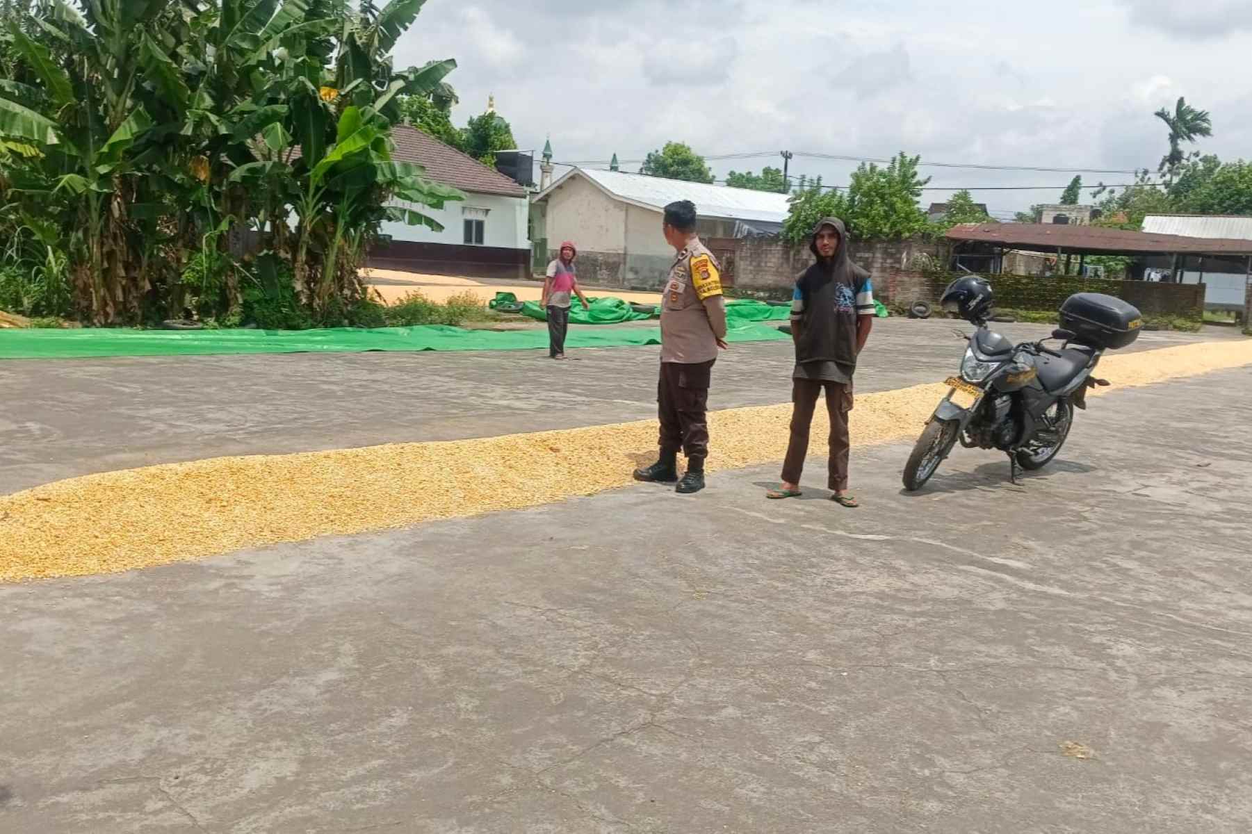 Stok Jagung Melimpah, Bhabinkamtibmas Gerung Kawal Distribusi Pangan
