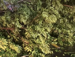 Cuaca Ekstrem di Lombok Barat, Polsek Batulayar Evakuasi Pohon Tumbang