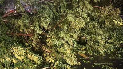 Cuaca Ekstrem di Lombok Barat, Polsek Batulayar Evakuasi Pohon Tumbang