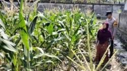 Bhabinkamtibmas Ubah Lahan Tidur Labuapi Jadi Kebun Produktif